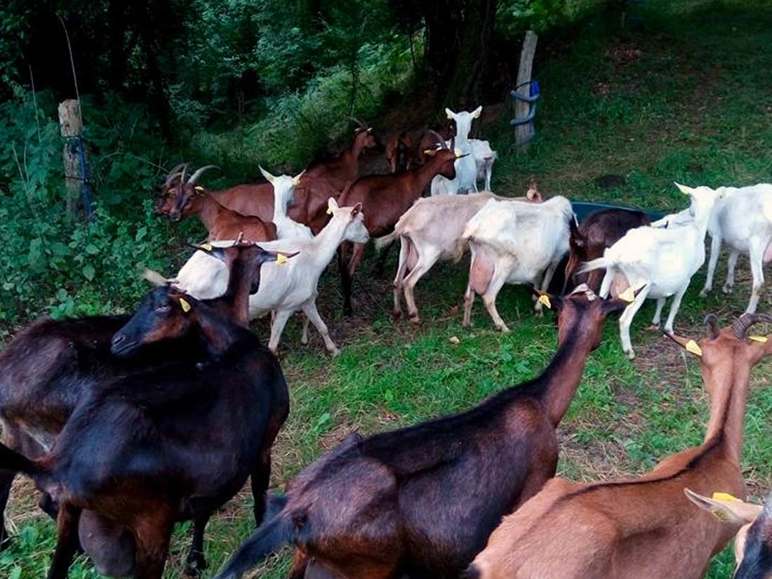 chèvre ferme de la combe