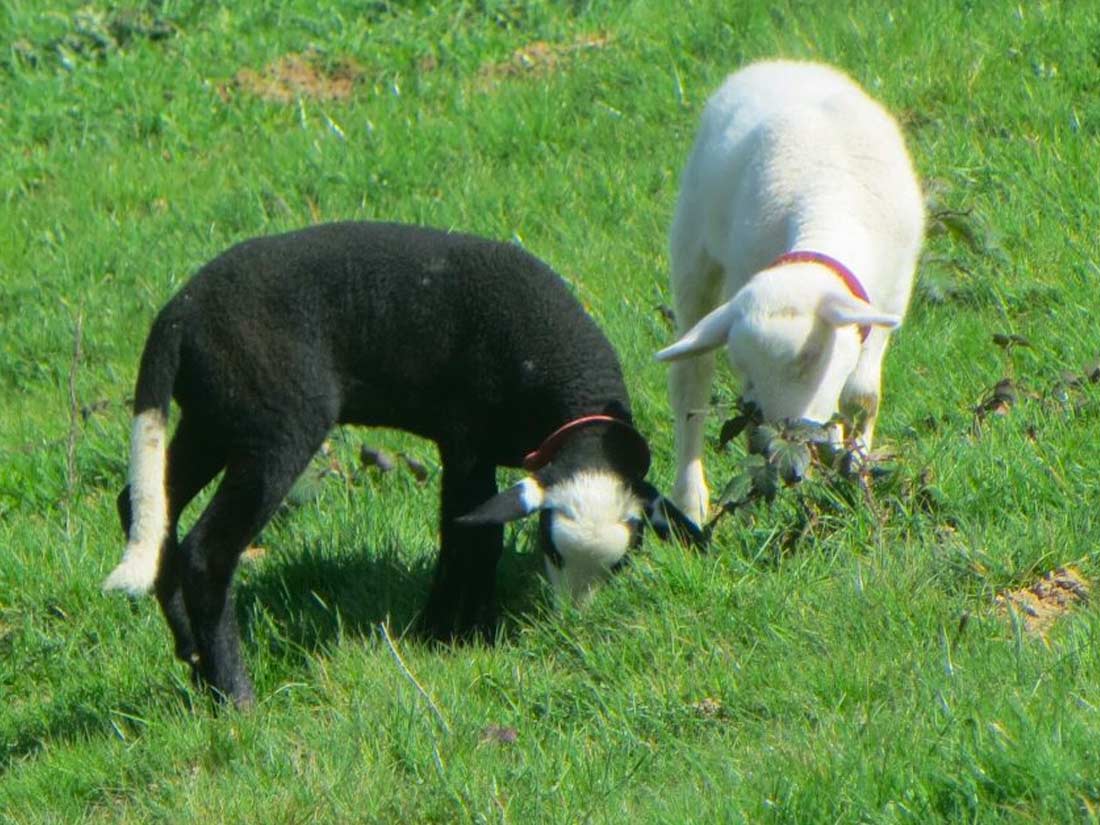 bouclette et compagnie animaux