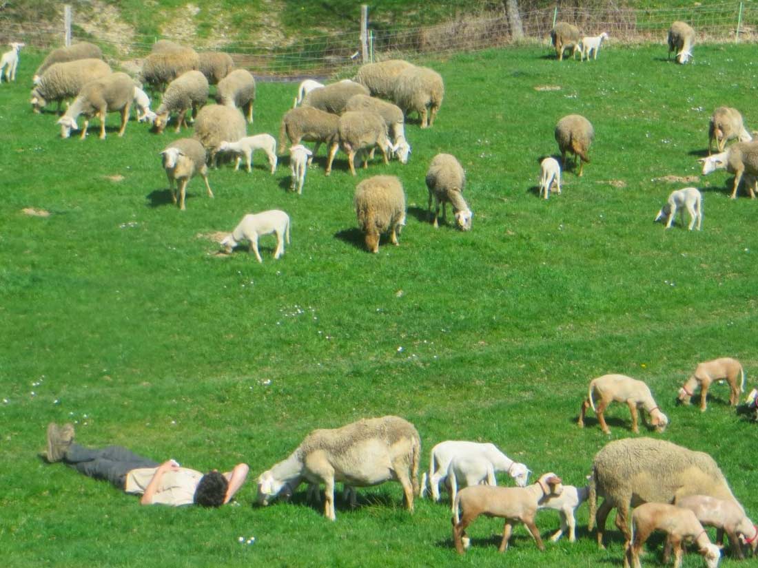 bouclette et compagnie pré et animaux