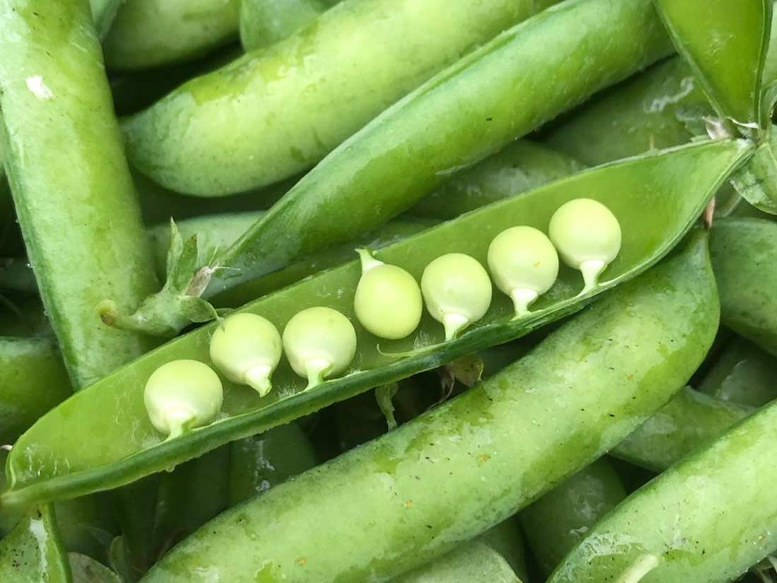 petit pois du tarn