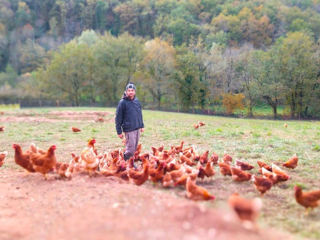 oeufs producteur tarn