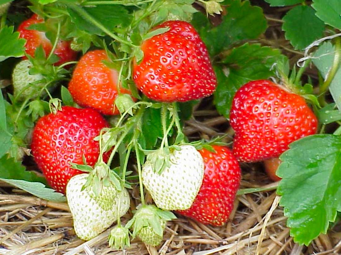 fraise molinie