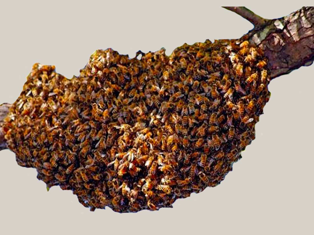 essaim abeille rikomiel
