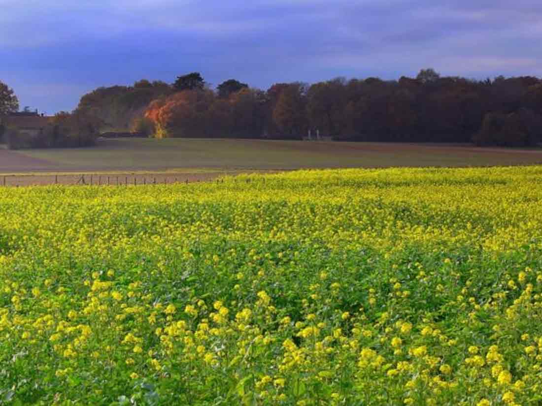 apis-vinaegria tarn 81